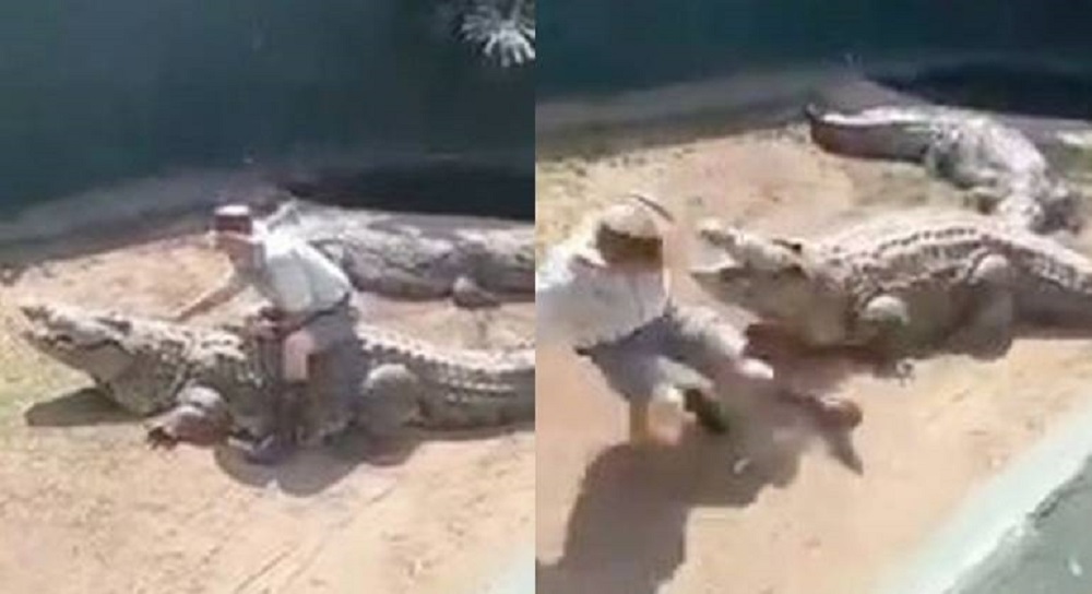 Vídeo: funcionário de zoológico é atacado por crocodilo na frente dos visitantes