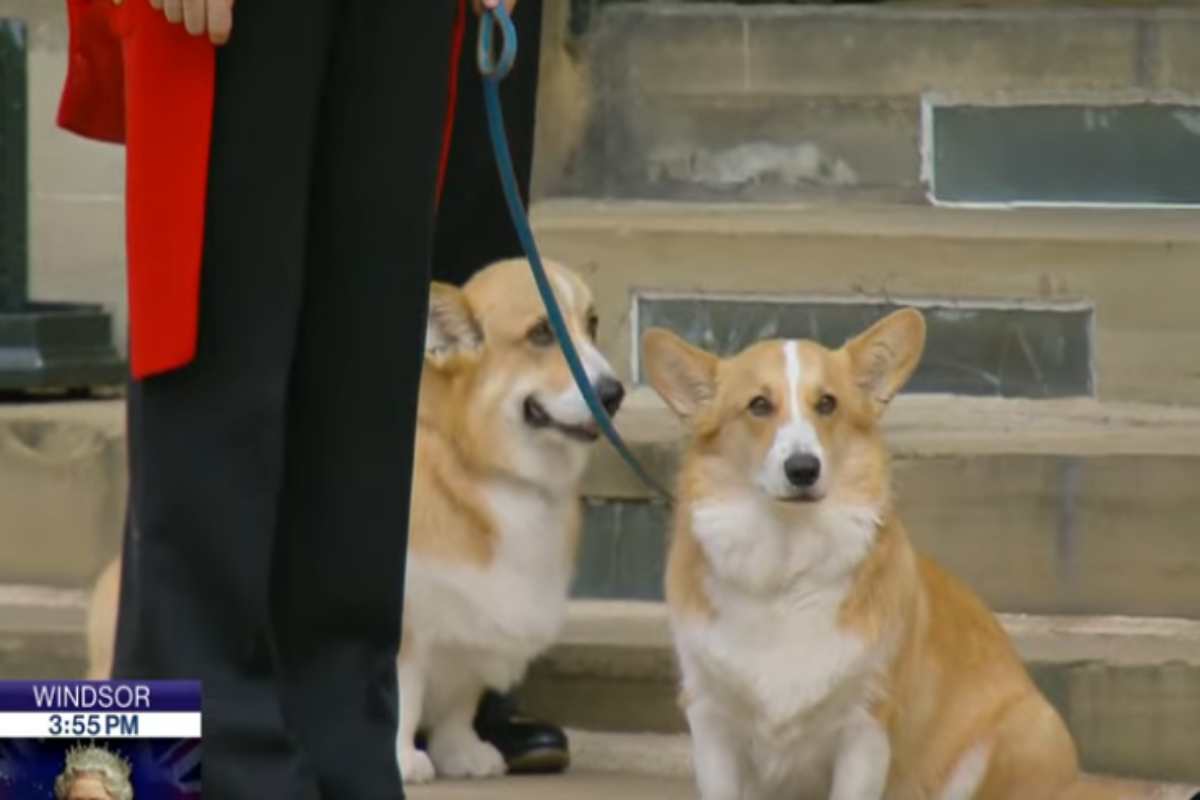 Cachorros corgis da Rainha, Muick e Sandy