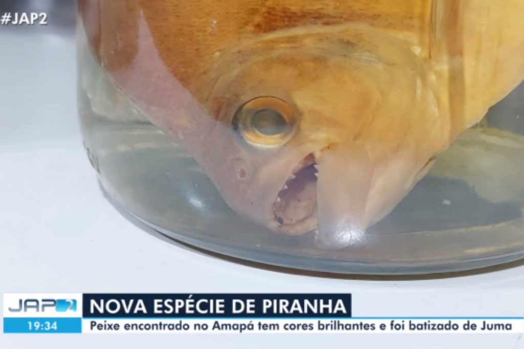 piranha-juma-1-1024x683-1