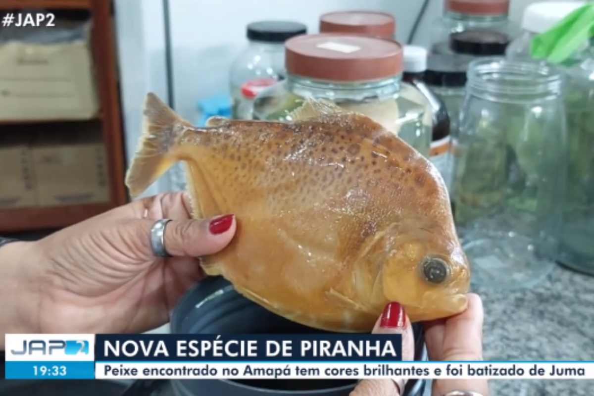 piranha juma