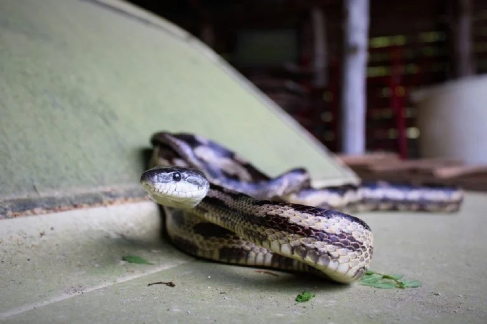 Cobra escondida em carro morde passageira em Minas Gerais