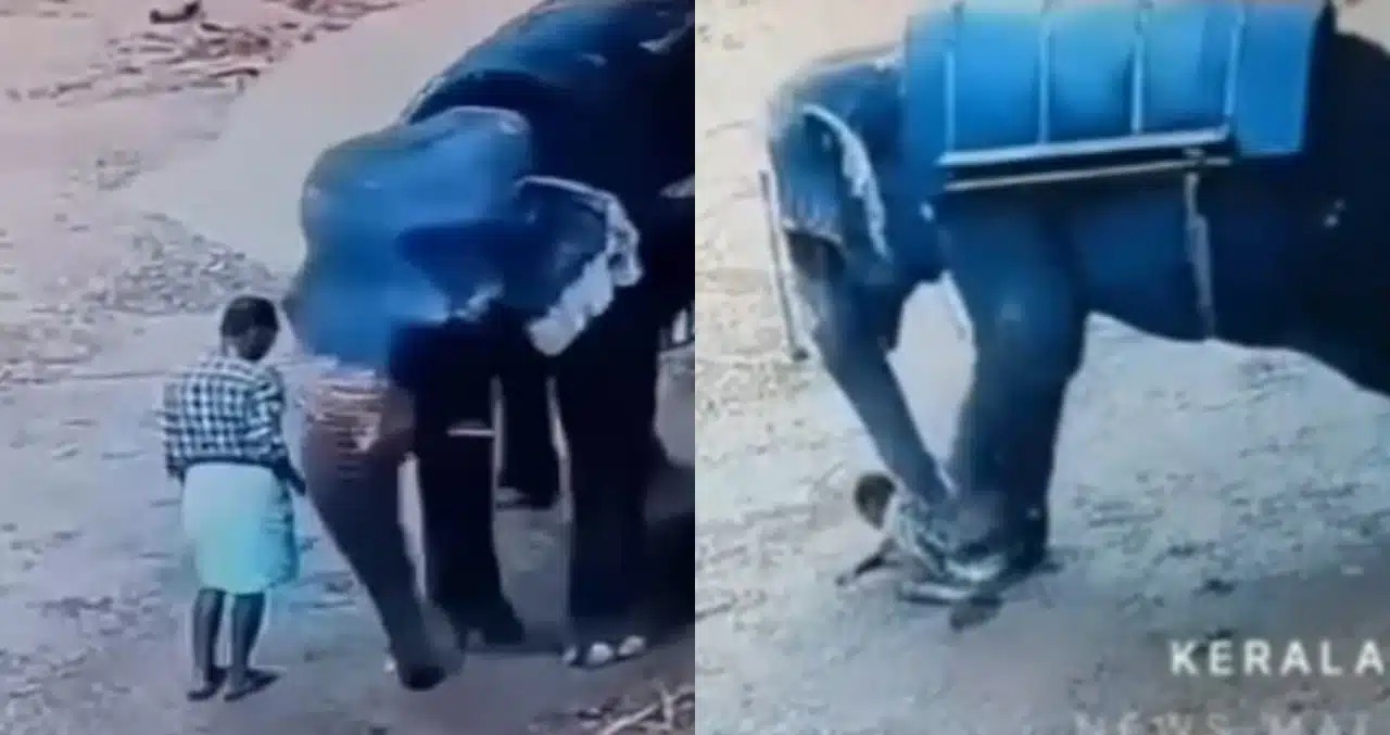 CHOCANTE! Elefante pisoteia treinador até a morte na Índia: veja vídeo