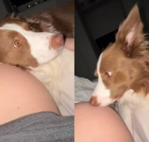 Cachorro viraliza ao sentir chute de bebê na barriga de sua tutora; assista!