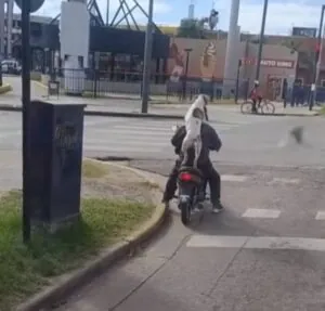 Carona? Cachorro viraliza ao subir na garupa de motoqueiro; veja vídeo