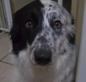 Um olhar fala mais do que palavras? Dupla de cachorros viraliza ao demonstrar qual deles havia aprontado