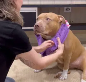 Esfriou! Tutora agasalha cachorrinha e encanta a web; assista o vídeo!