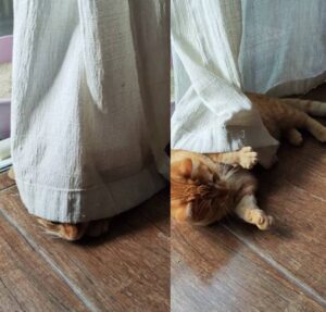 Gato brinca de esconde-esconde com tutora e encanta internautas; veja vídeo!