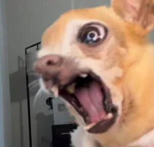 Dai-me um grr… ou quem sabe uma mordida! Pinscher viraliza ao fazer trend com tutora
