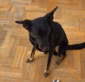 Eles são muito espertos! Tutores fazem brincadeira com cachorros e reações divertem a web