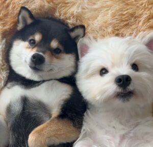 Dia de skin care! Cachorrinhos passam por momento relaxante e encantam com fofura; assista