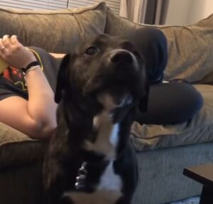 Cachorrinhos roubam a cena em compilado com muita dança e estilo; assista!