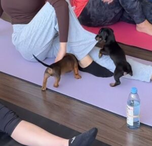 Quem aguenta? Filhotes de Dachshund dominam aula de ioga e encantam com fofura