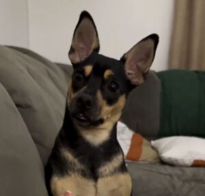 Cachorrinho viraliza com reação engraçada após brincadeira de tutora: Sem pastel, sem patinha