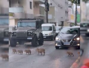 Família de capivaras para o trânsito em SC e cena viraliza; VEJA VÍDEO!