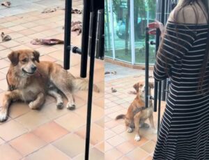 Cachorro Caramelo causa furor ao “se apaixonar” por amiga; VEJA VÍDEO!