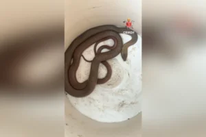 Cobra é encontrada dentro de carro em oficina mecânica