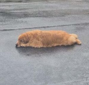 Cachorro curte banho de chuva e ignora pedido de tutor que tenta convencê-lo a entrar em casa
