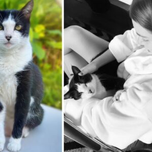 Gato de Marina Ruy Barbosa