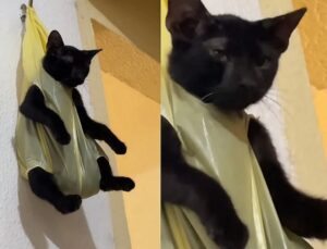 Gato é pendurado em sacola como forma de castigo e viraliza; veja VÍDEO