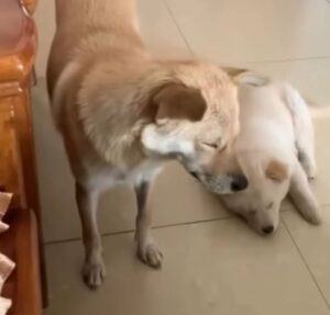 Começou a semana com sono? Cachorrinhos encantam a web em vídeo de pura preguiça