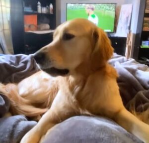 Golden Retrivers roubam a cena em vídeo hilário cheio de trapalhadas; assista