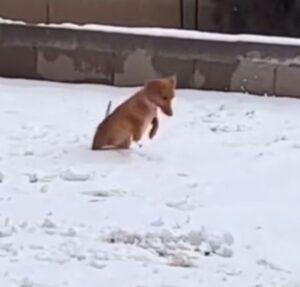 Primeiro contato com a neve! Cachorrinha viraliza com reação fofa no Canadá