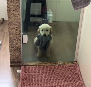 Cachorrinha fica presa no banheiro e conquista web com fofura ao pedir ajuda