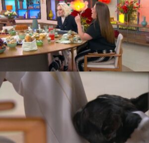 Ana Maria Braga deixa comida cair durante programa e cachorrinha aproveita o momento; assista!
