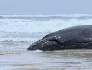 Baleia jubarte é sacrificada após encalhar em praia; veja VÍDEO