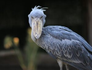 Ave gigante parecida com dinossauro assusta turistas ao pousar em barco; VEJA VÍDEO!