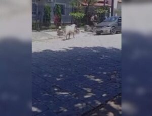 Bode coloca trabalhadores “para correr” em SC e cena viraliza; Veja vídeo!