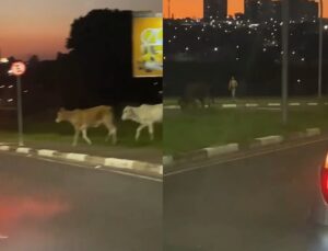 Bois são flagrados atravessando avenida e causam engarrafamento; veja vídeo