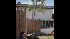 Aventureiros! Safadão e os filhos Yhudy e Ysis seguram cobra em zoo nos EUA