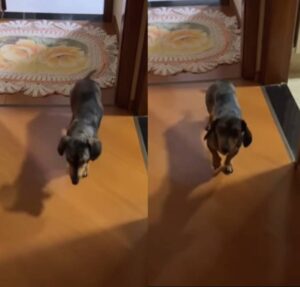 Salsichinha surpreende ao andar na ponta das patinhas para não acordar tutores