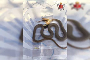 Cobra é encontrada em quintal de casa; Veja Vídeo!