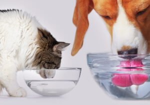 Cuidado! Erro comum no pote de água pode colocar a saúde dos pets em risco