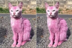 Gata pintada de rosa choca web e mobiliza resgate em MG