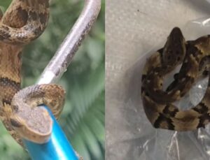 Cobra mais perigosa do Brasil faz ‘visita’ indesejada e assusta morador em SC; Veja vídeo!