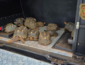 Polícia resgata 13 animais silvestres em cativeiro; SAIBA MAIS!