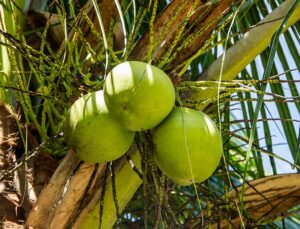 Homem furta cocos em escola e ainda bebe a água durante crime; veja VÍDEO