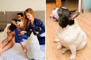 Sophia Abrahão e Sérgio Malheiros choram ao anunciar morte de pet