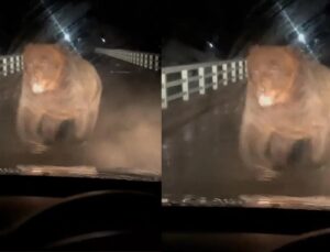 Urso feroz avança e tenta atacar motorista de carro que fazia ronda noturna; veja VÍDEO