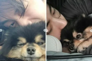 Morre mascote de V, do BTS