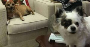 Antes de morrer, escritora deixou quatro apartamentos para suas duas cachorras