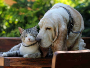 Seu pet está ficando idoso? Saiba como garantir qualidade de vida a cães e gatos na terceira idade