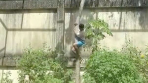 Morte em jaula de leoa: Laudo do IML revela novos detalhes do que aconteceu