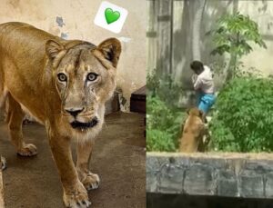 Laudo médico revela como jovem que invadiu jaula de leoa morreu; veja