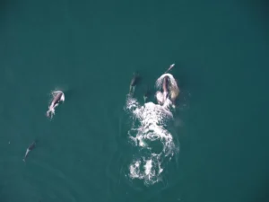 Estudo revela orcas e golfinhos caçando juntos no Pacífico; veja vídeo