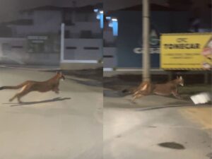 Segundo maior felino das Américas é visto ‘passeando’ no centro de cidade; VEJA VÍDEO!