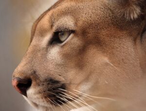 Onça-pintada ataca motociclista e mata cachorro em estrada; VEJA VÍDEO